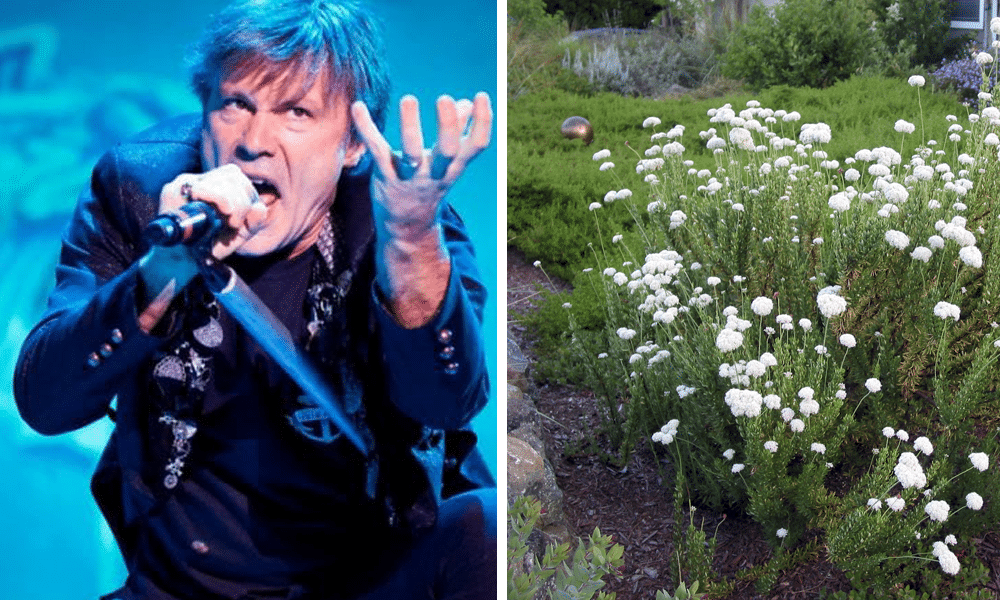 Curiosidades del Rock: GUNS N' ROSES, IRON MAIDEN, LIMP BIZKIT y MASTODON Curiosidades del Rock: GUNS N' ROSES, IRON MAIDEN, LIMP BIZKIT y MASTODON