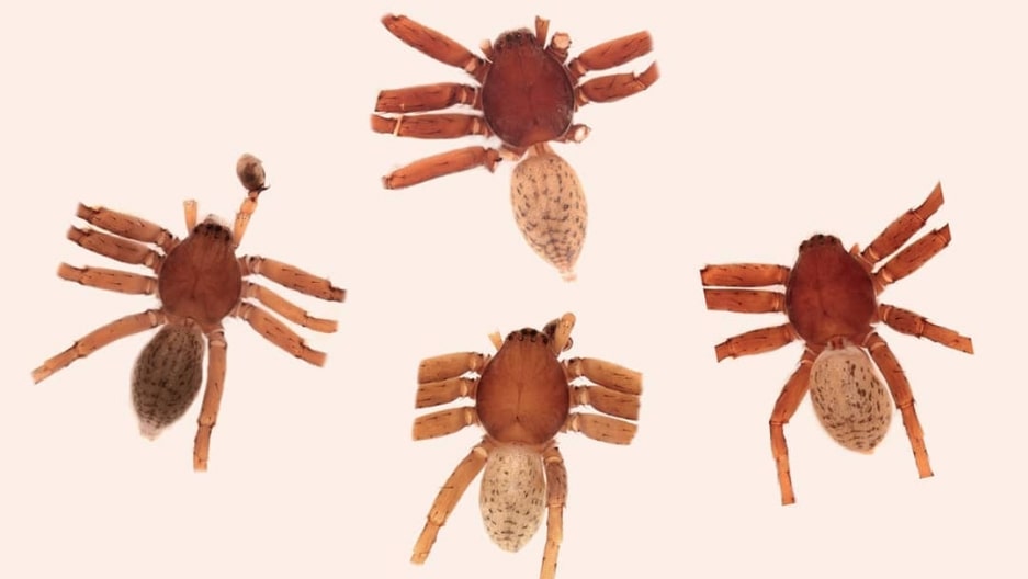 Así es la nueva especie de araña "Extraordinarius bruceickinsoni" en honor a IRON MAIDEN (Fotos)